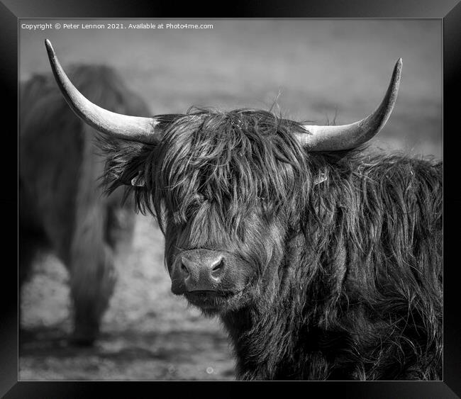 Highland Cattle Framed Print by Peter Lennon