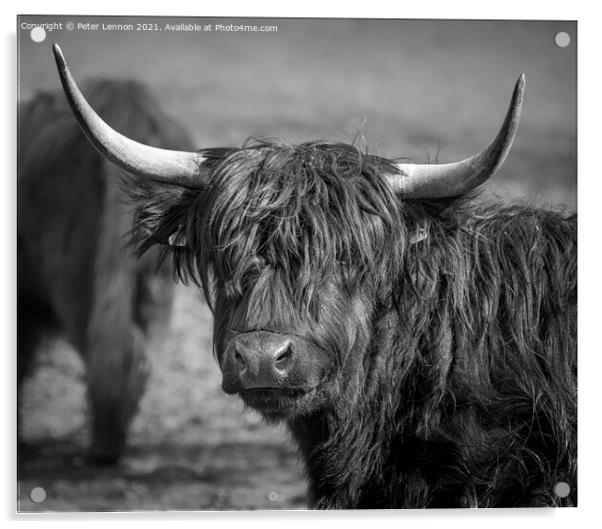 Highland Cattle Acrylic by Peter Lennon