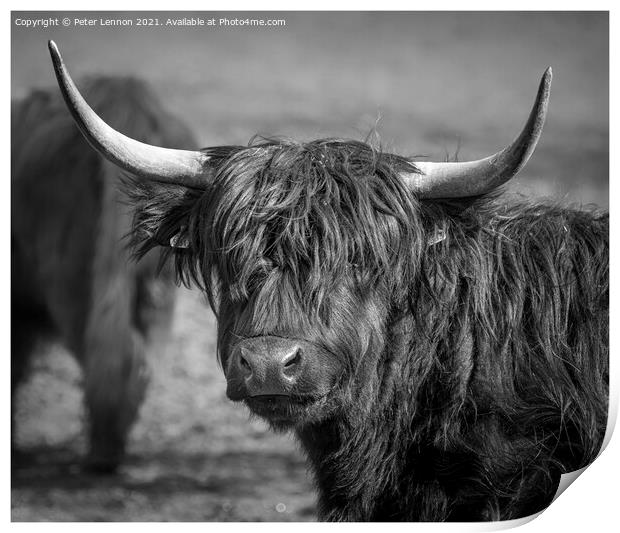 Highland Cattle Print by Peter Lennon