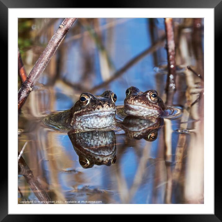Beautiful pair of frogs with their perfect reflections Framed Mounted Print by mary spiteri