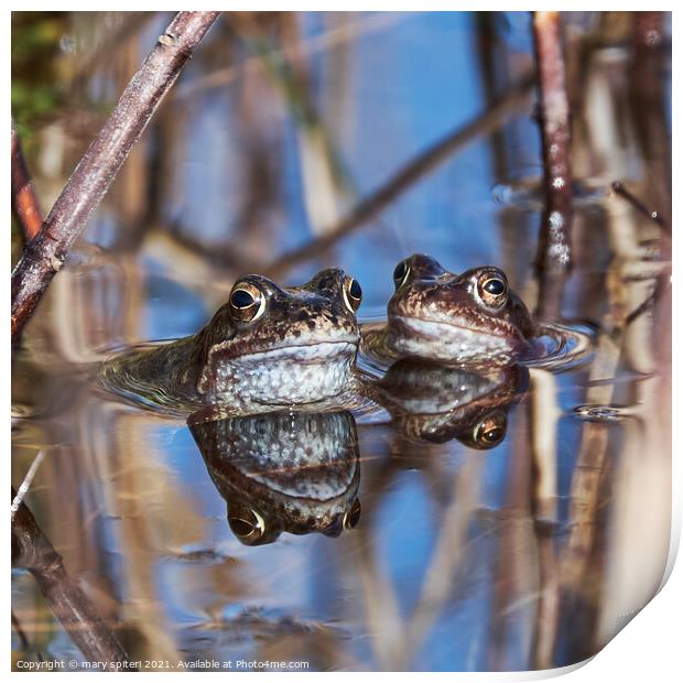 Beautiful pair of frogs with their perfect reflections Print by mary spiteri