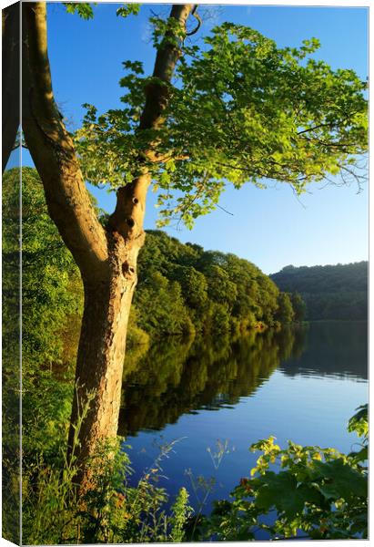 Early Morning at Damflask Canvas Print by Darren Galpin