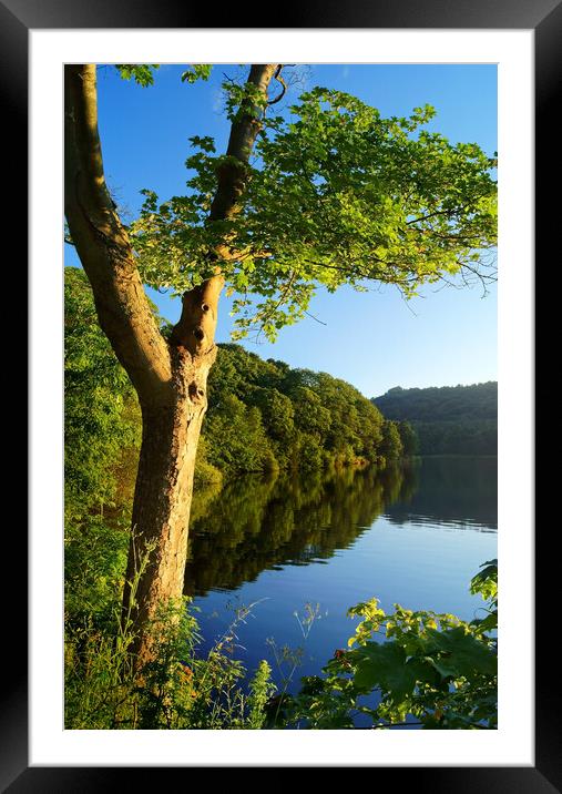 Early Morning at Damflask Framed Mounted Print by Darren Galpin