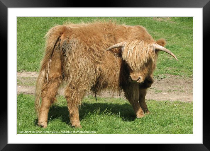 Highland Cattle Framed Mounted Print by Brian Pierce