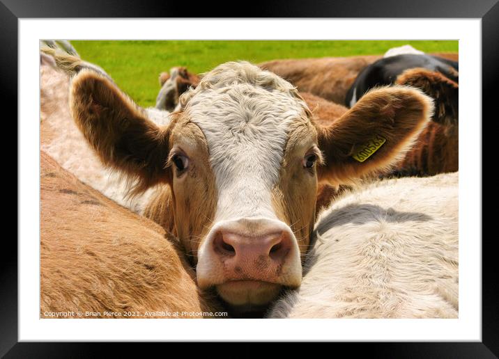 Brown and White Cow Framed Mounted Print by Brian Pierce