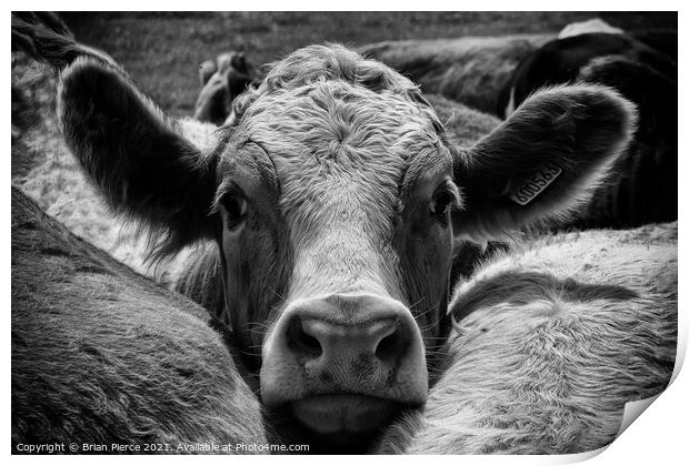 A brown and white cow (monochrome) Print by Brian Pierce