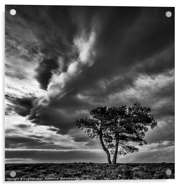 Egton's Lonely Tree Under A Dramatic Sky - Square Series 2 Acrylic by Inca Kala