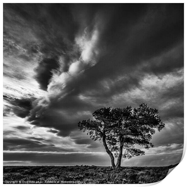Egton's Lonely Tree Under A Dramatic Sky - Square Series 2 Print by Inca Kala