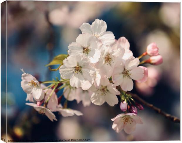 spring blossom Canvas Print by Simon Johnson