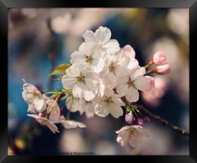 spring blossom Framed Print by Simon Johnson