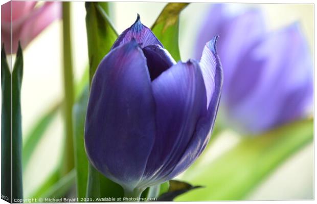 Purple tulip Canvas Print by Michael bryant Tiptopimage