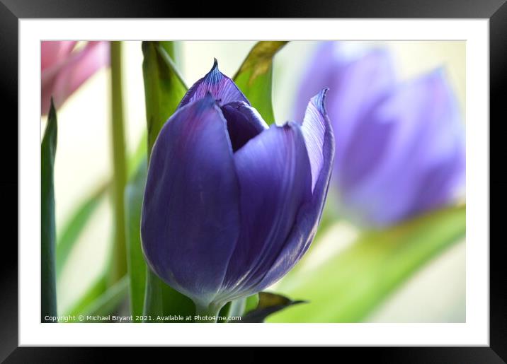 Purple tulip Framed Mounted Print by Michael bryant Tiptopimage