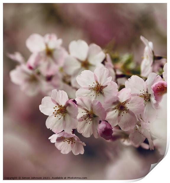 spring blossom Print by Simon Johnson