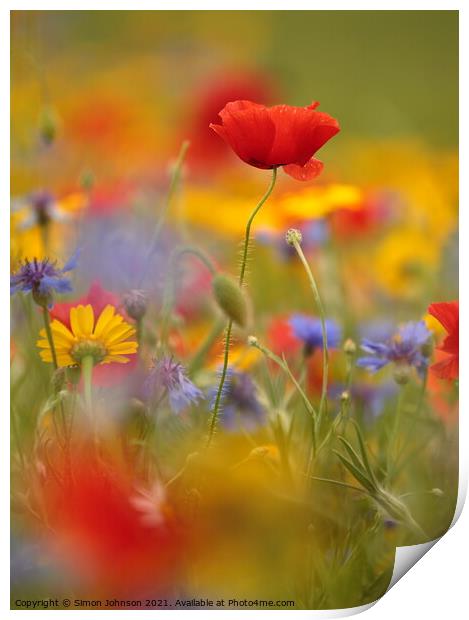 Poppy and meadow flowers Print by Simon Johnson