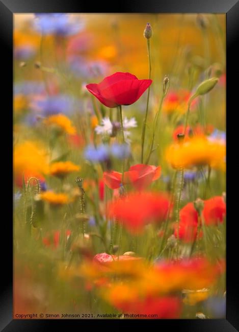 meadow flowers and poppies Framed Print by Simon Johnson