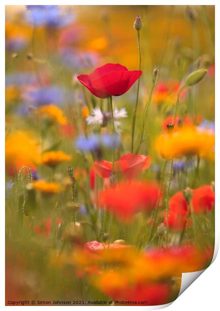 meadow flowers and poppies Print by Simon Johnson