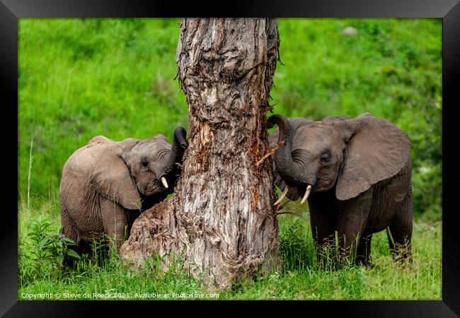 Baby Elephants At Their Favourite Scratching Post Framed Print by Steve de Roeck