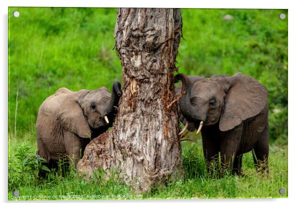 Baby Elephants At Their Favourite Scratching Post Acrylic by Steve de Roeck
