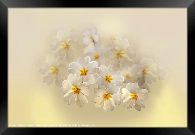 Pretty Primroses  Framed Print by Alison Chambers