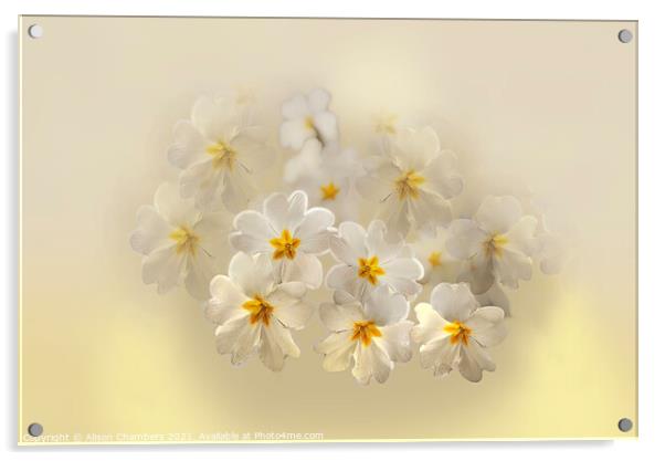 Pretty Primroses  Acrylic by Alison Chambers