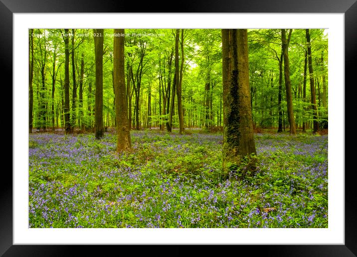 Early morning at the bluebell wood at Micheldever  Framed Mounted Print by Derek Daniel