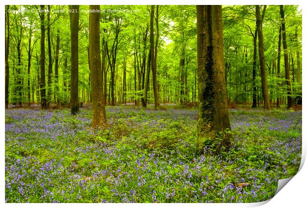 Early morning at the bluebell wood at Micheldever  Print by Derek Daniel