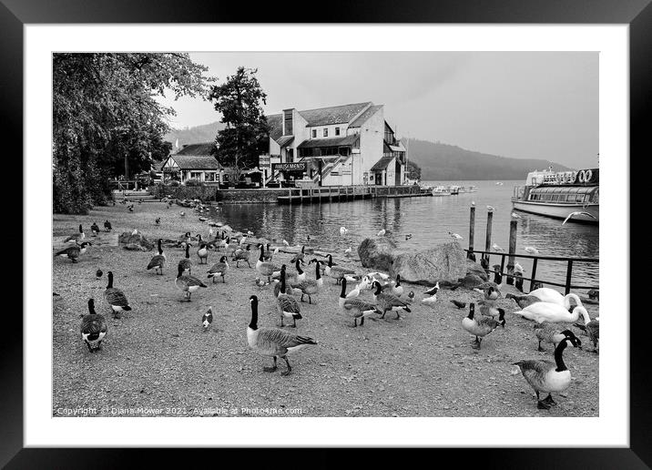 Bowness on Windermere Geese in Monochrome Framed Mounted Print by Diana Mower