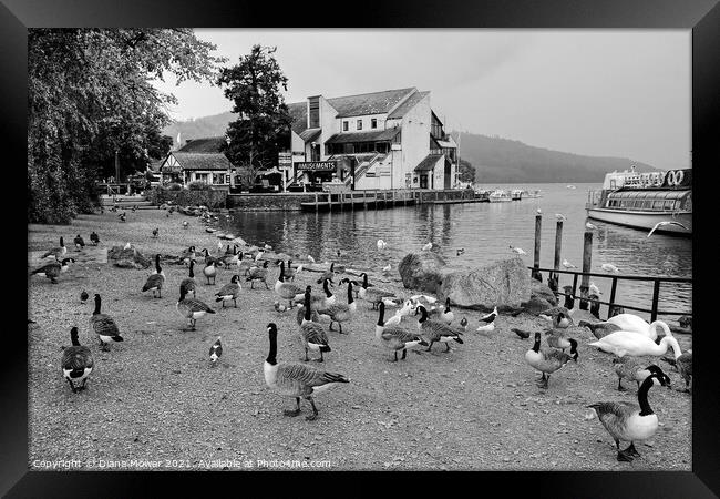 Bowness on Windermere Geese in Monochrome Framed Print by Diana Mower