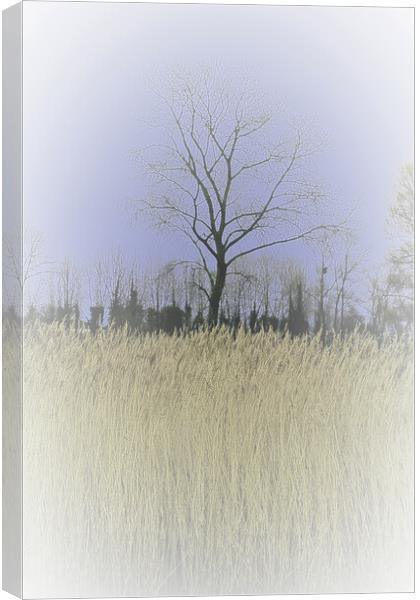 Winter Trees and reeds 1 (please see my portfolio  Canvas Print by graham young