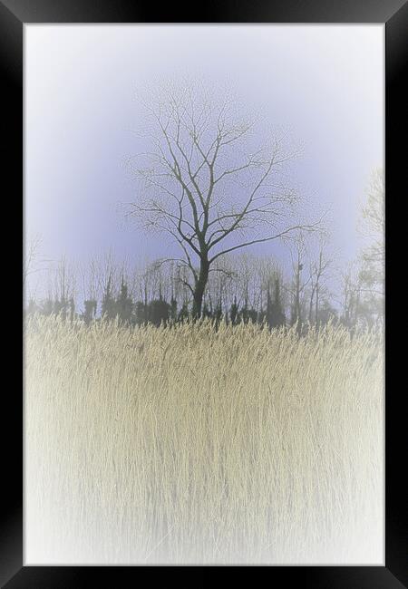 Winter Trees and reeds 1 (please see my portfolio  Framed Print by graham young