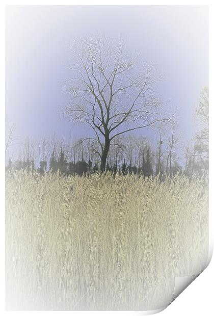Winter Trees and reeds 1 (please see my portfolio  Print by graham young