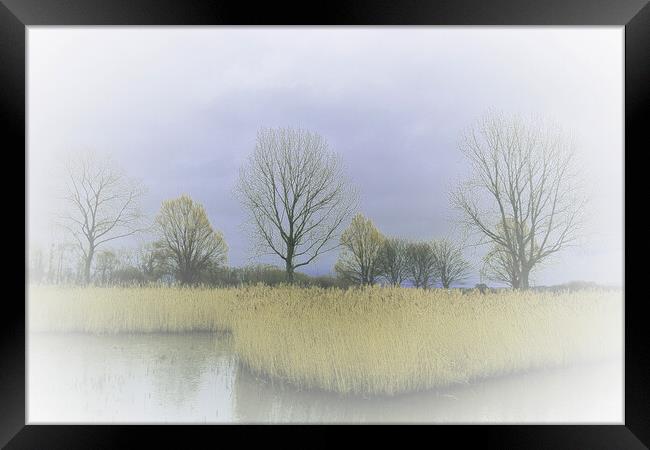 Winter Trees and Reeds 2 (please see my portfolio  Framed Print by graham young