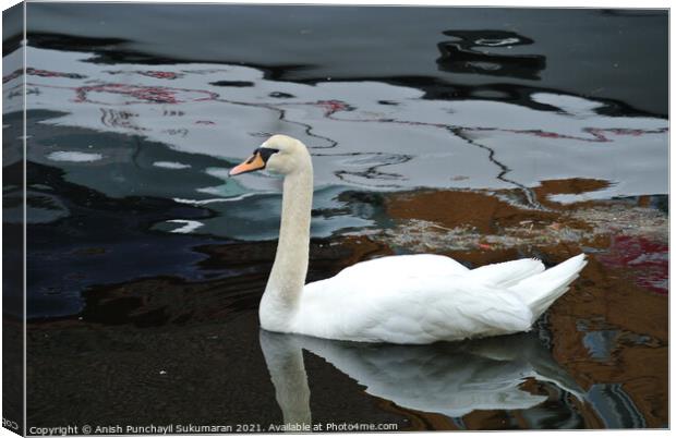 Swan floating on the water a view from norway Canvas Print by Anish Punchayil Sukumaran