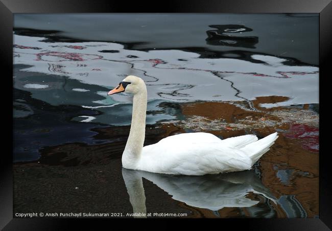 Swan floating on the water a view from norway Framed Print by Anish Punchayil Sukumaran