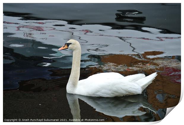 Swan floating on the water a view from norway Print by Anish Punchayil Sukumaran