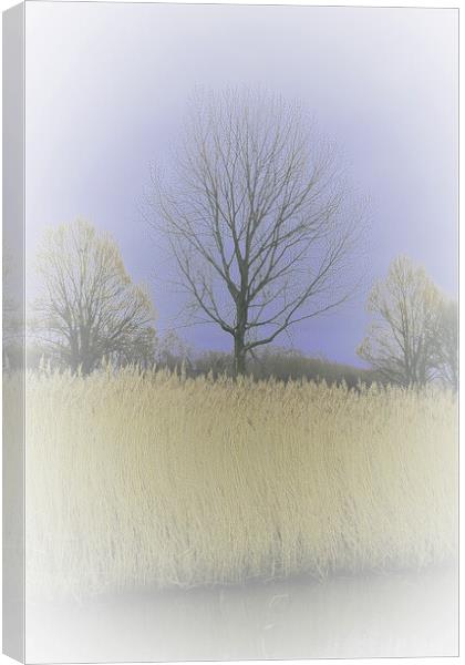 Winter Trees and Reeds 3 (please see my portfolio  Canvas Print by graham young