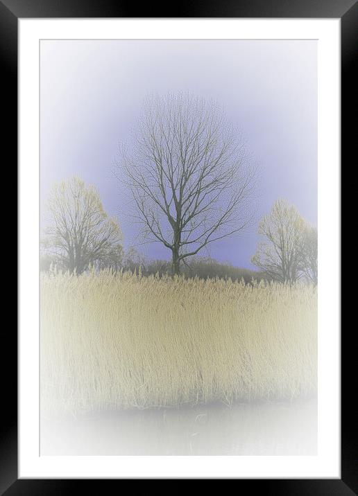 Winter Trees and Reeds 3 (please see my portfolio  Framed Mounted Print by graham young