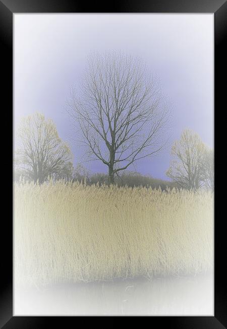 Winter Trees and Reeds 3 (please see my portfolio  Framed Print by graham young