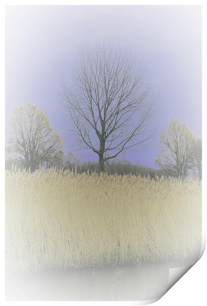 Winter Trees and Reeds 3 (please see my portfolio  Print by graham young
