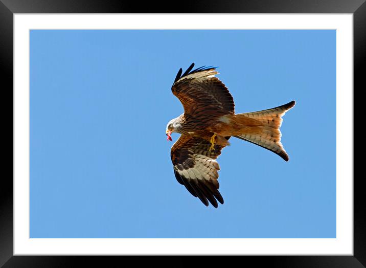 Red Kite in Flight Framed Mounted Print by Arterra 