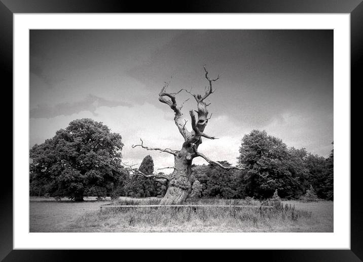 Majestic Old Tree in Westonbirt Arboretum Framed Mounted Print by Andy Evans Photos