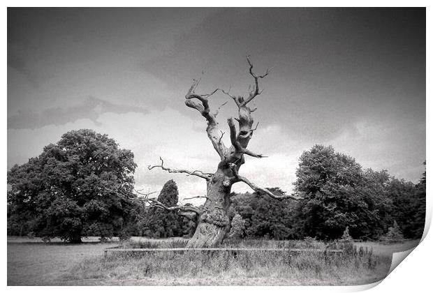 Majestic Old Tree in Westonbirt Arboretum Print by Andy Evans Photos