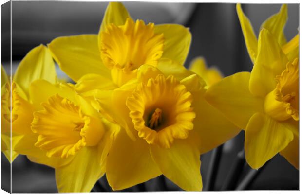 Yellow daffodil flowers Canvas Print by Theo Spanellis