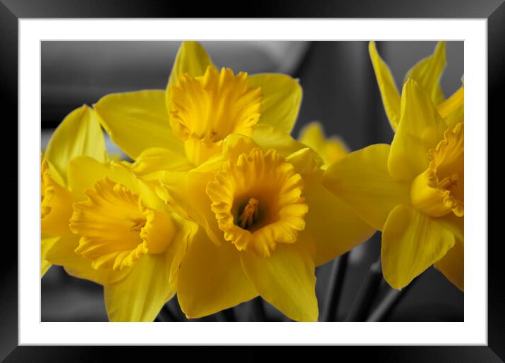 Yellow daffodil flowers Framed Mounted Print by Theo Spanellis