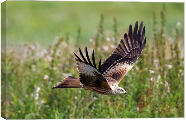 Red Kite Flying over Meadow Canvas Print by Arterra 