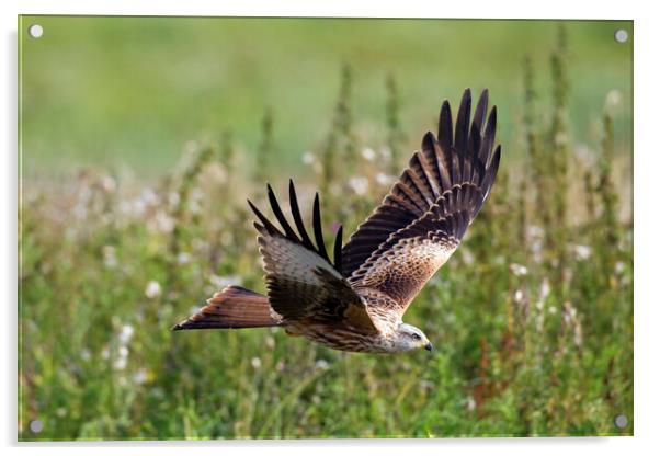 Red Kite Flying over Meadow Acrylic by Arterra 