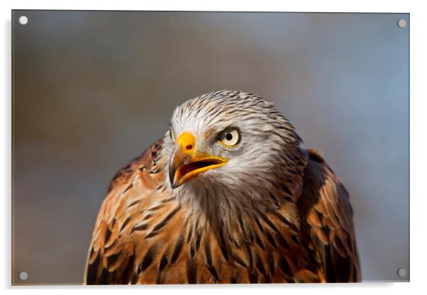 Red Kite Close-Up Portrait Acrylic by Arterra 