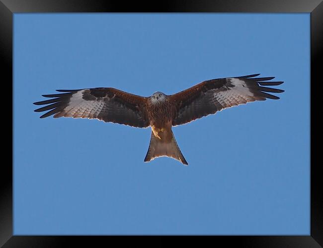 Red Kite flying Framed Print by mark humpage