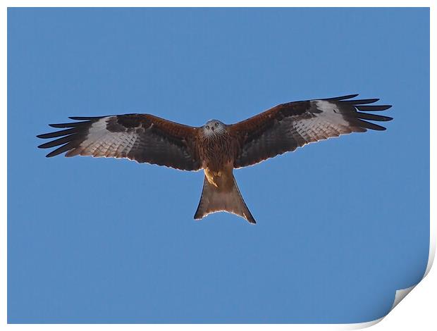 Red Kite flying Print by mark humpage