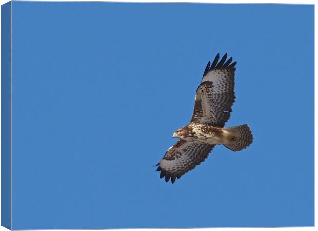 Buzzard flying in blue sky Canvas Print by mark humpage